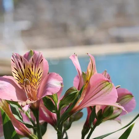 Casa Da Aldeia Da Avo 4* Valpaços